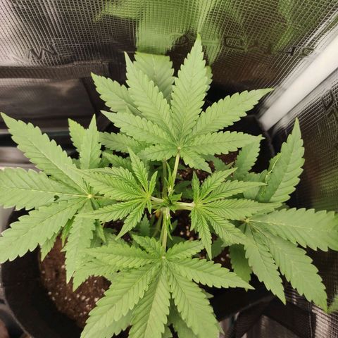 Master Kush Automatic growlog timeline photo