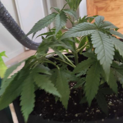 Master Kush Automatic growlog timeline photo