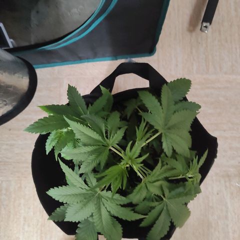 Master Kush Automatic growlog timeline photo