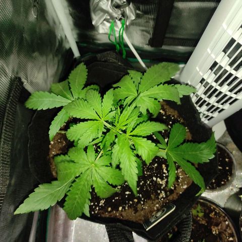 Banana Kush Cake Automatic growlog timeline photo