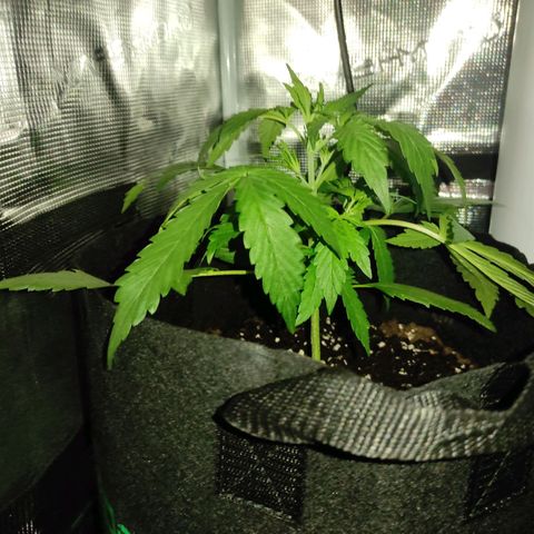 Banana Kush Cake Automatic growlog timeline photo