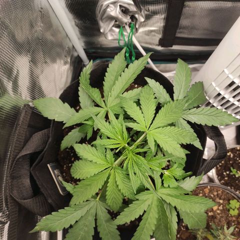 Banana Kush Cake Automatic growlog timeline photo