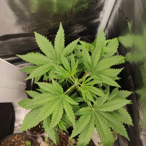 Master Kush Automatic growlog timeline photo