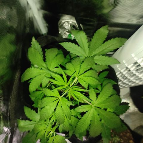 Banana Kush Cake Automatic growlog timeline photo