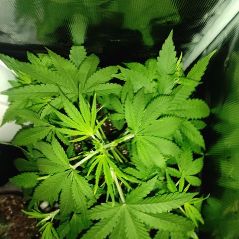 Master Kush Automatic growlog timeline photo