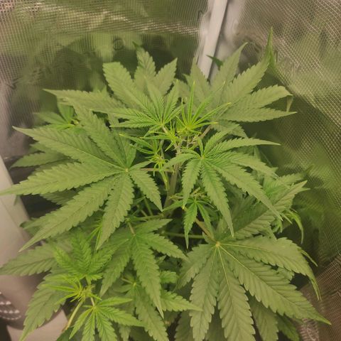 Master Kush Automatic growlog timeline photo