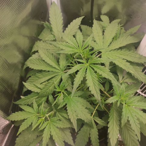 Banana Kush Cake Automatic growlog timeline photo