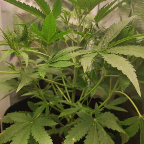 Master Kush Automatic growlog timeline photo
