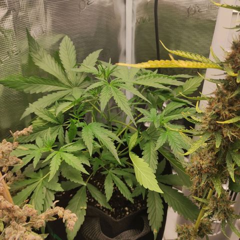 Banana Kush Cake Automatic growlog timeline photo