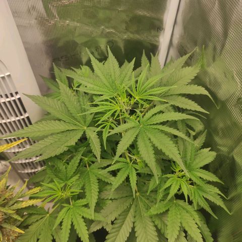Master Kush Automatic growlog timeline photo