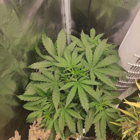 Banana Kush Cake Automatic growlog timeline photo