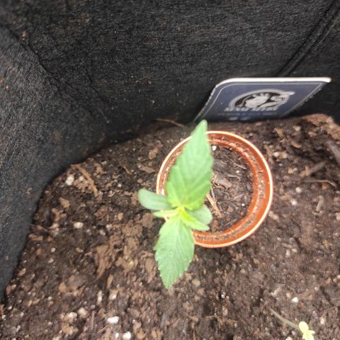 Stichy orange XXL growlog timeline photo