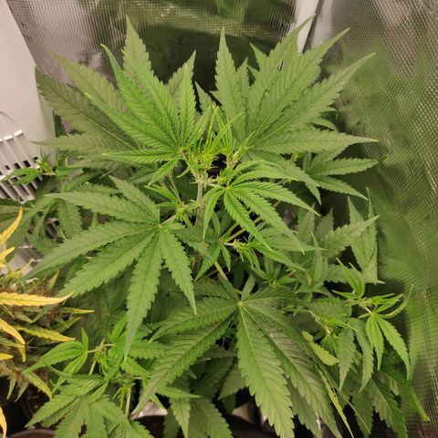 Master Kush Automatic growlog photo: 46cm