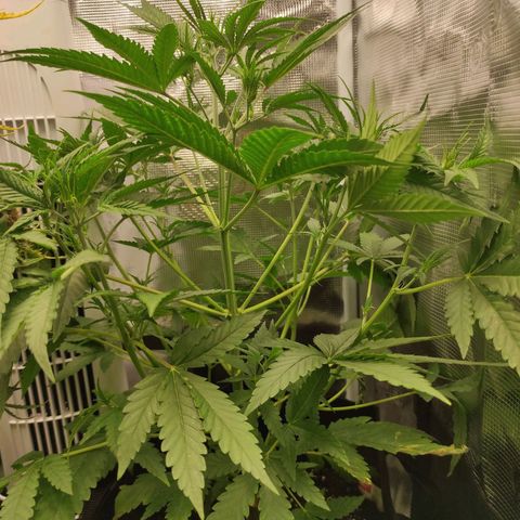 Master Kush Automatic growlog photo: 46cm