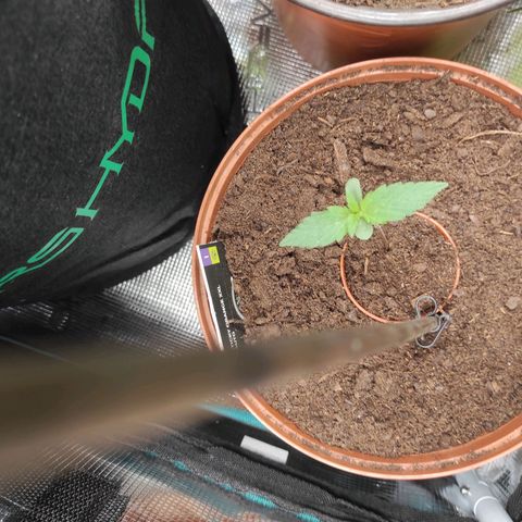 Stichy orange XXL growlog timeline photo