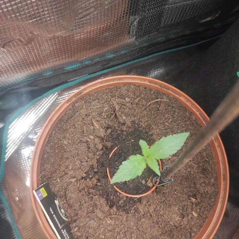 Stichy orange XXL growlog timeline photo