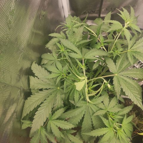 Banana Kush Cake Automatic growlog timeline photo