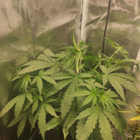 Banana Kush Cake Automatic growlog timeline photo