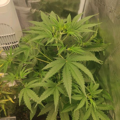 Master Kush Automatic growlog timeline photo
