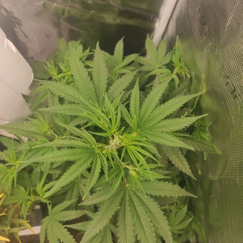 Master Kush Automatic growlog timeline photo