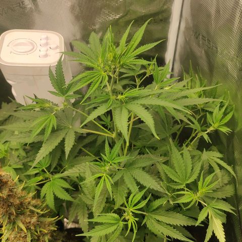 Master Kush Automatic growlog timeline photo