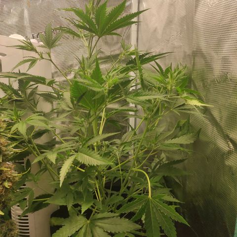 Master Kush Automatic growlog timeline photo