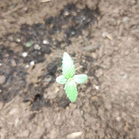 Purple Skunk auto growlog timeline photo
