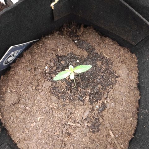 Purple Skunk auto growlog timeline photo