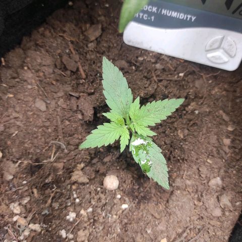 Stichy orange XXL growlog timeline photo