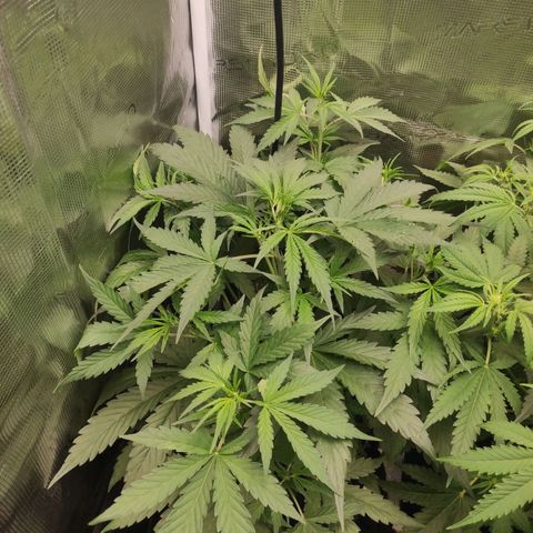 Banana Kush Cake Automatic growlog timeline photo