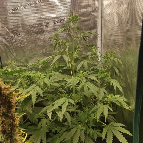 Master Kush Automatic growlog timeline photo