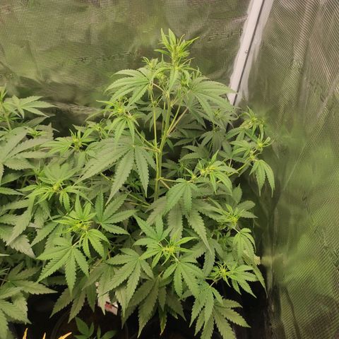 Master Kush Automatic growlog timeline photo