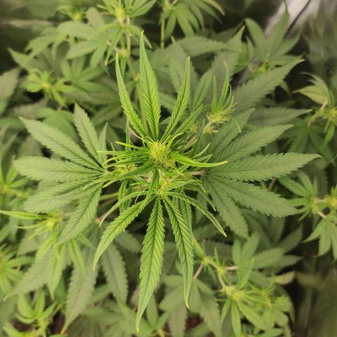 Master Kush Automatic growlog timeline photo