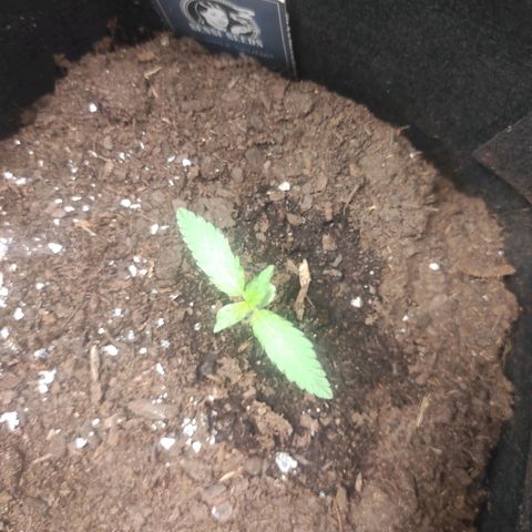 Purple Skunk auto growlog timeline photo