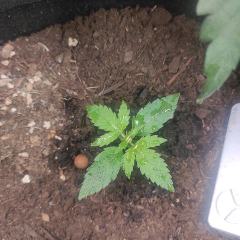 Stichy orange XXL growlog timeline photo