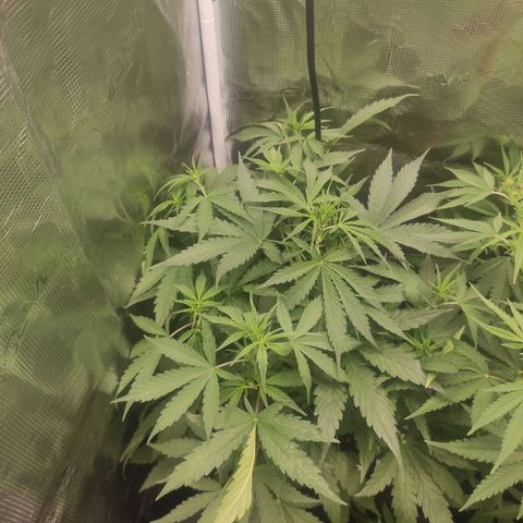 Banana Kush Cake Automatic growlog timeline photo