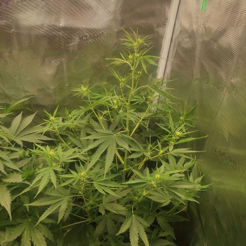 Master Kush Automatic growlog timeline photo