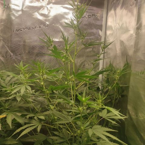 Master Kush Automatic growlog timeline photo
