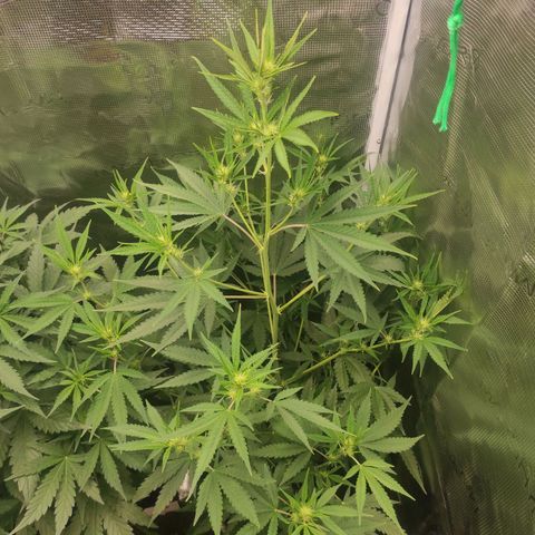Master Kush Automatic growlog timeline photo