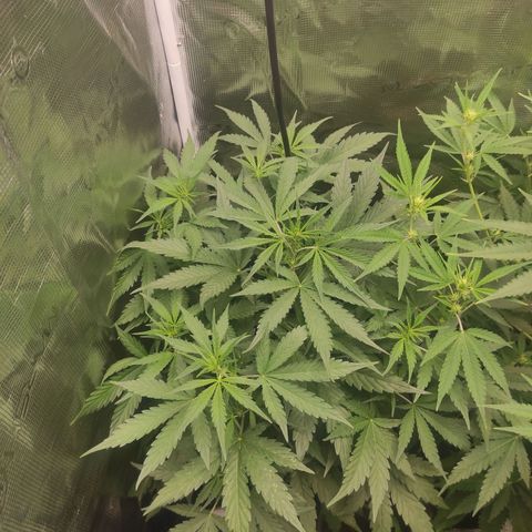Banana Kush Cake Automatic growlog timeline photo
