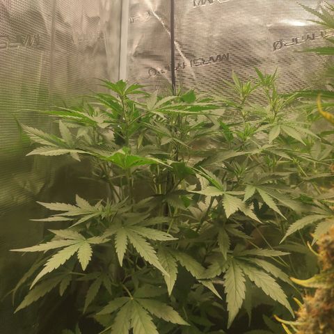 Banana Kush Cake Automatic growlog timeline photo