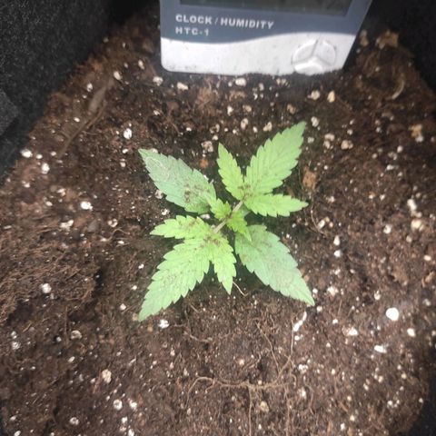 Stichy orange XXL growlog timeline photo