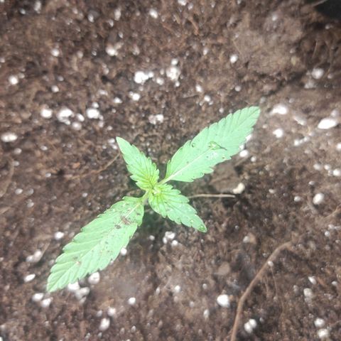 Purple Skunk auto growlog timeline photo