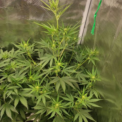 Master Kush Automatic growlog timeline photo