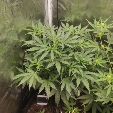 Banana Kush Cake Automatic growlog timeline photo