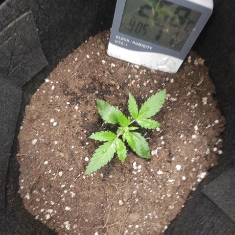 Stichy orange XXL growlog timeline photo