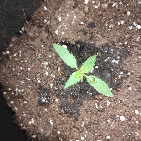 Purple Skunk auto growlog timeline photo