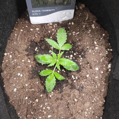 Stichy orange XXL growlog timeline photo