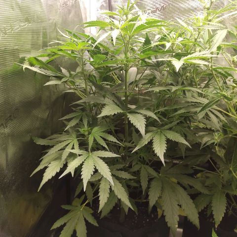 Banana Kush Cake Automatic growlog timeline photo