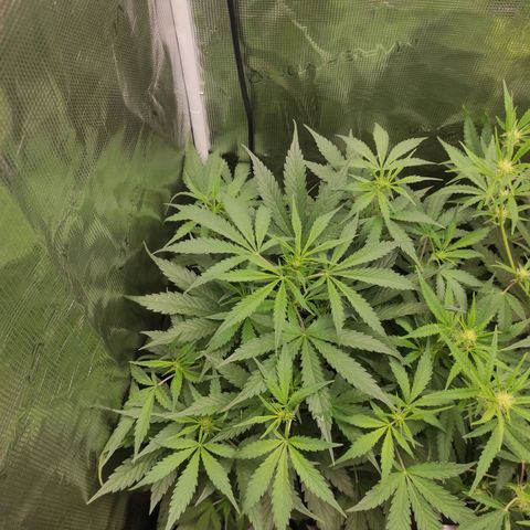 Banana Kush Cake Automatic growlog timeline photo
